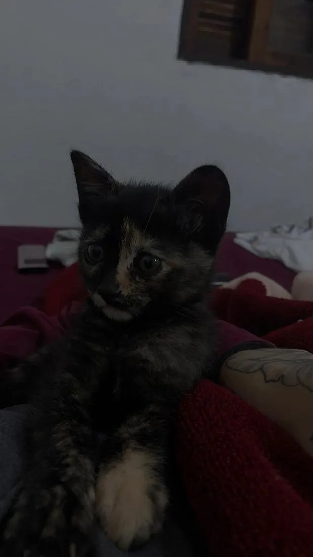 Gato raça SRD-ViraLata idade Abaixo de 2 meses nome ravenna