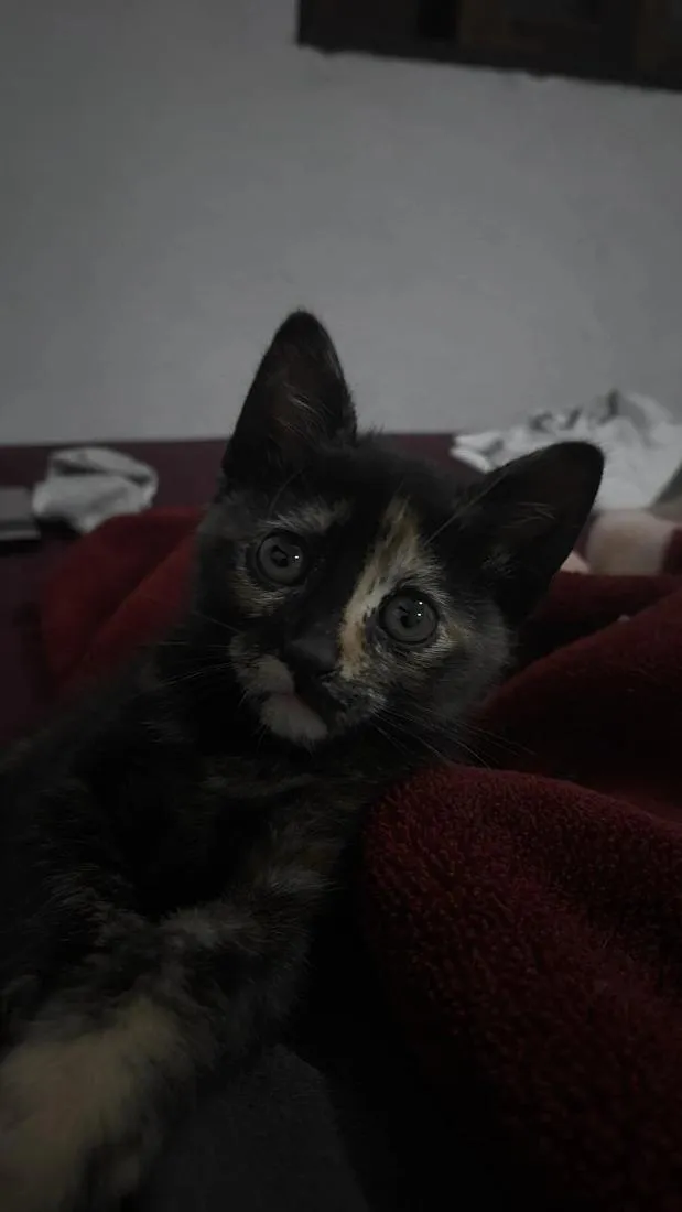 Gato raça SRD-ViraLata idade Abaixo de 2 meses nome ravenna