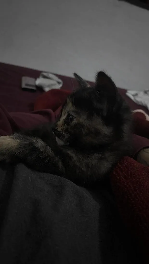 Gato raça SRD-ViraLata idade Abaixo de 2 meses nome ravenna