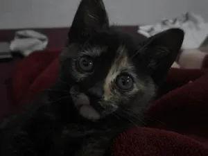 Gato raça SRD-ViraLata idade Abaixo de 2 meses nome ravenna