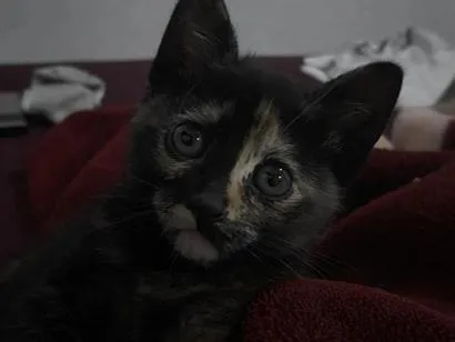 Gato raça SRD-ViraLata idade Abaixo de 2 meses nome ravenna