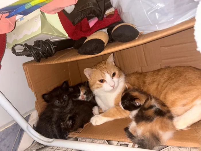 Gato raça SRD-ViraLata idade 2 a 6 meses nome Filhotes 