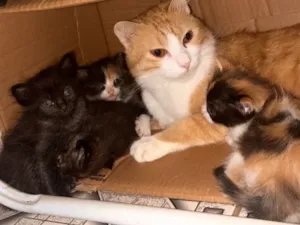 Gato raça SRD-ViraLata idade 2 a 6 meses nome Filhotes 
