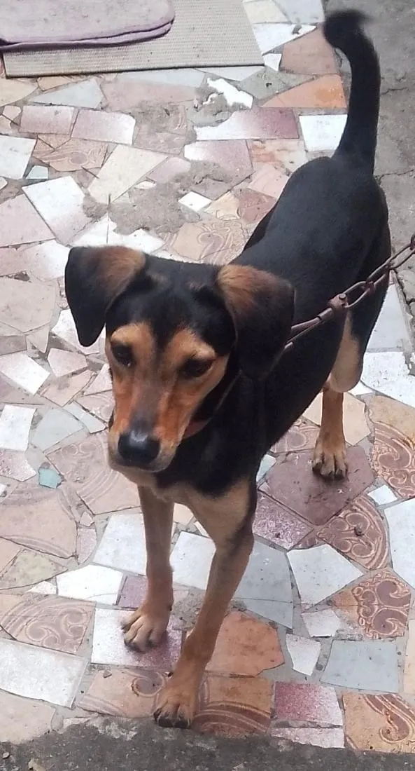 Cachorro raça SRD-ViraLata idade 1 ano nome Thor