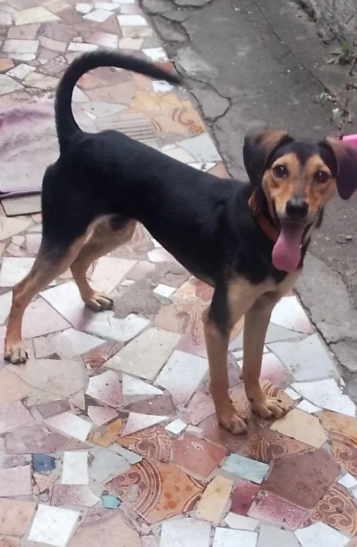 Cachorro raça SRD-ViraLata idade 1 ano nome Thor