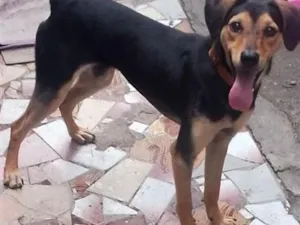 Cachorro raça SRD-ViraLata idade 1 ano nome Thor