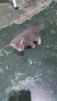 Apolo