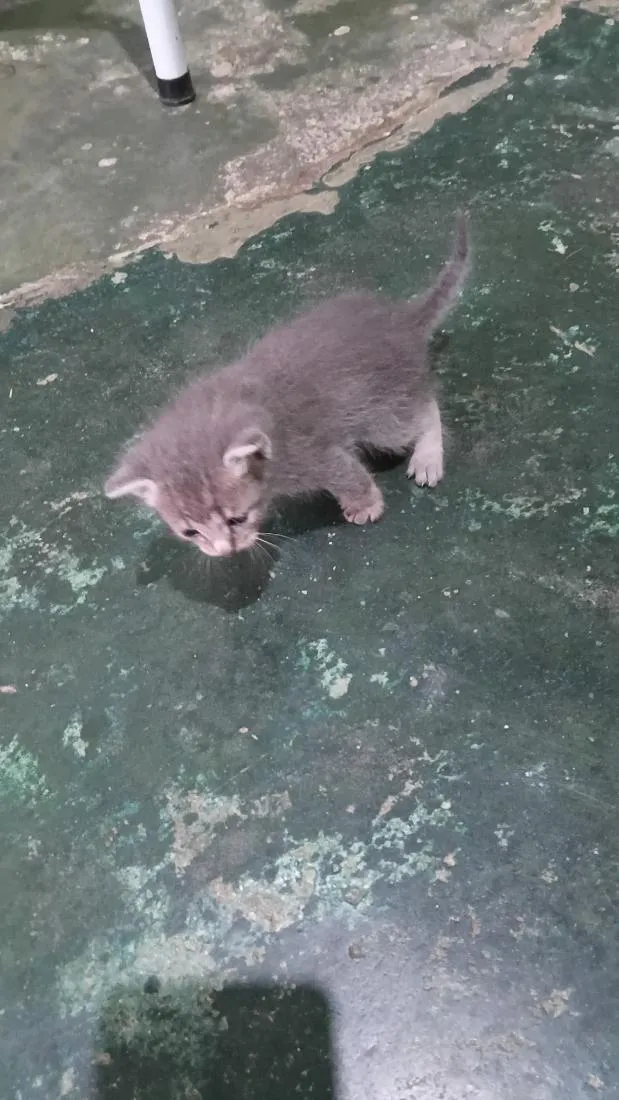 Gato raça SRD-ViraLata idade Abaixo de 2 meses nome Apolo
