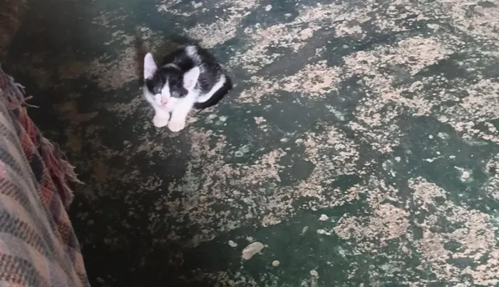 Gato raça SRD-ViraLata idade Abaixo de 2 meses nome Lua