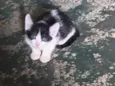 Lua