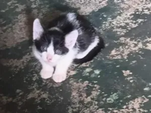 Gato raça SRD-ViraLata idade Abaixo de 2 meses nome Lua