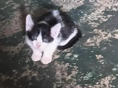 Gato raça SRD-ViraLata idade Abaixo de 2 meses nome Léo 