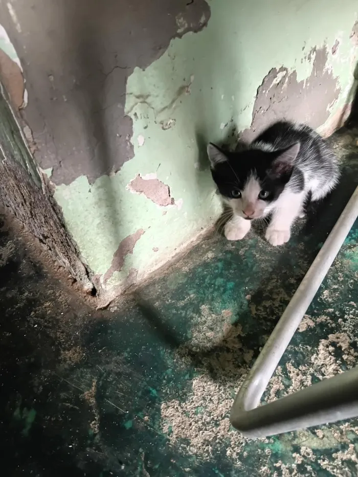 Gato raça SRD-ViraLata idade Abaixo de 2 meses nome Estrela
