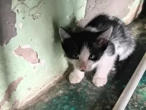 Gato raça SRD-ViraLata idade Abaixo de 2 meses nome Estrela
