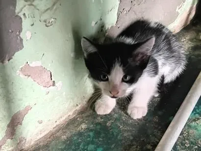 Gato raça SRD-ViraLata idade Abaixo de 2 meses nome Estrela