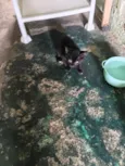 meu nome é pretinho tenho apenas quase 2 meses de vida já como ração e procuro um lar pra mim 