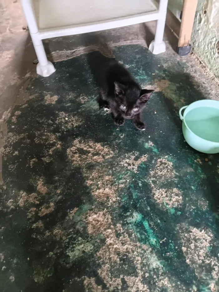 Gato raça SRD-ViraLata idade 2 a 6 meses nome meu nome é pretinho tenho apenas quase 2 meses de vida já como ração e procuro um lar pra mim 