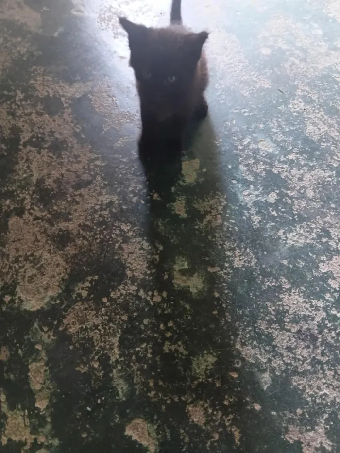 Gato raça SRD-ViraLata idade Abaixo de 2 meses nome meu nome é sol estou a procura de um lar tenho quase 2 meses de vida pra morar 
