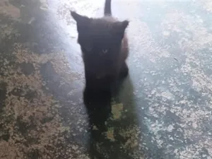 Gato raça SRD-ViraLata idade Abaixo de 2 meses nome meu nome é sol estou a procura de um lar tenho quase 2 meses de vida pra morar 