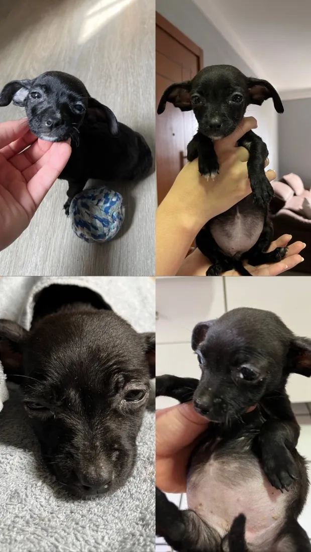 Cachorro raça SRD-ViraLata idade Abaixo de 2 meses nome Banguela