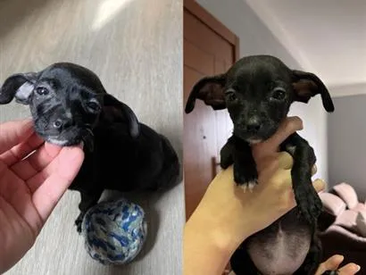 Cachorro raça SRD-ViraLata idade Abaixo de 2 meses nome Banguela