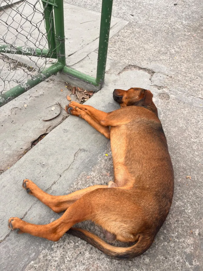 Cachorro raça SRD-ViraLata idade 2 anos nome Bartolomeu (Bart)