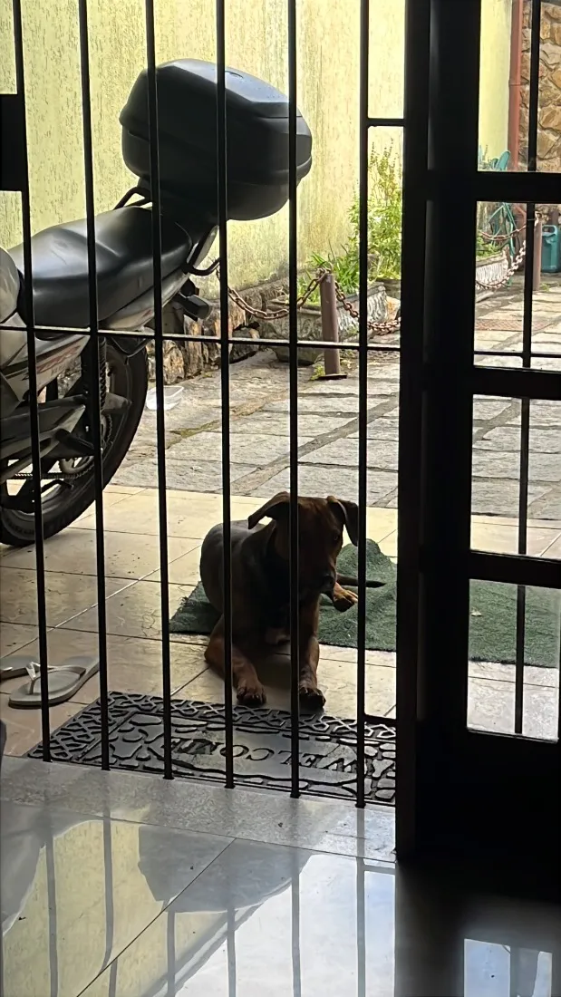 Cachorro raça SRD-ViraLata idade 2 anos nome Bartolomeu (Bart)