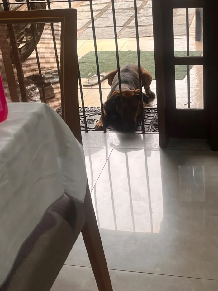Cachorro raça SRD-ViraLata idade 2 anos nome Bartolomeu (Bart)