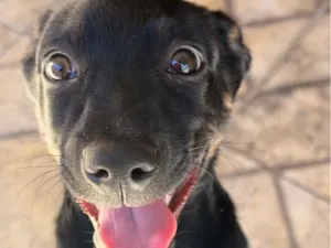 Cachorro raça SRD-ViraLata idade 2 a 6 meses nome Rambo