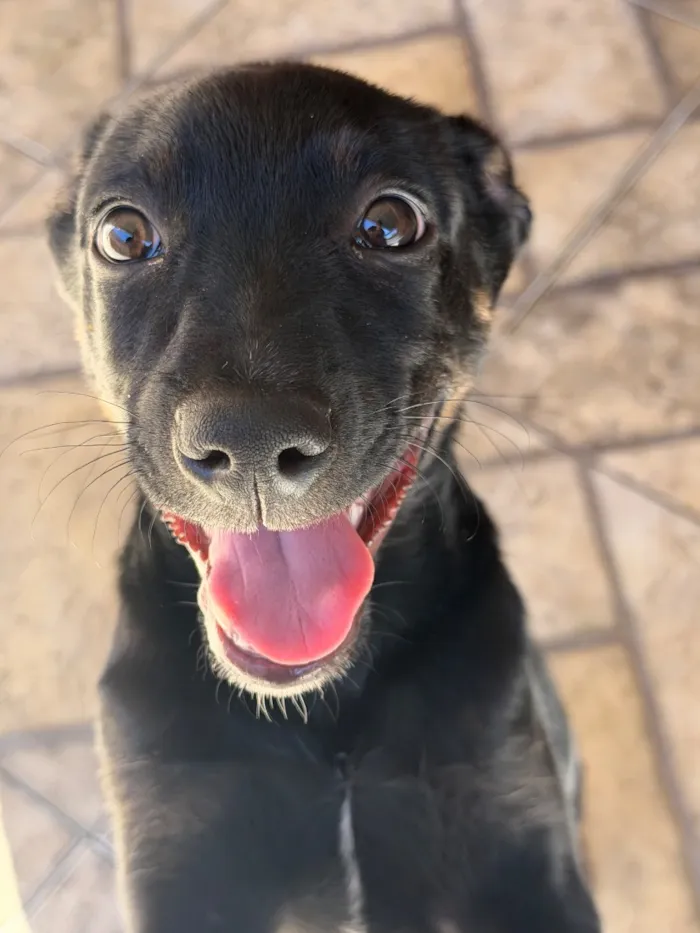 Cachorro raça SRD-ViraLata idade 2 a 6 meses nome Rambo