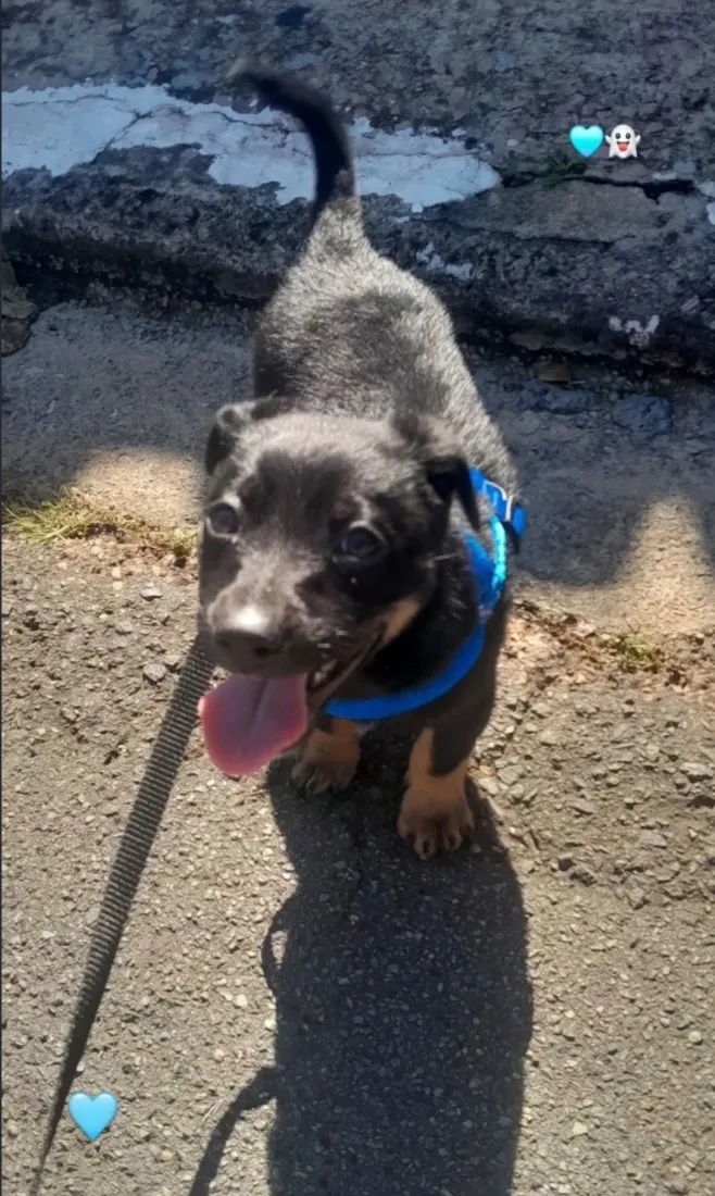 Cachorro raça SRD-ViraLata idade 2 a 6 meses nome Rambo