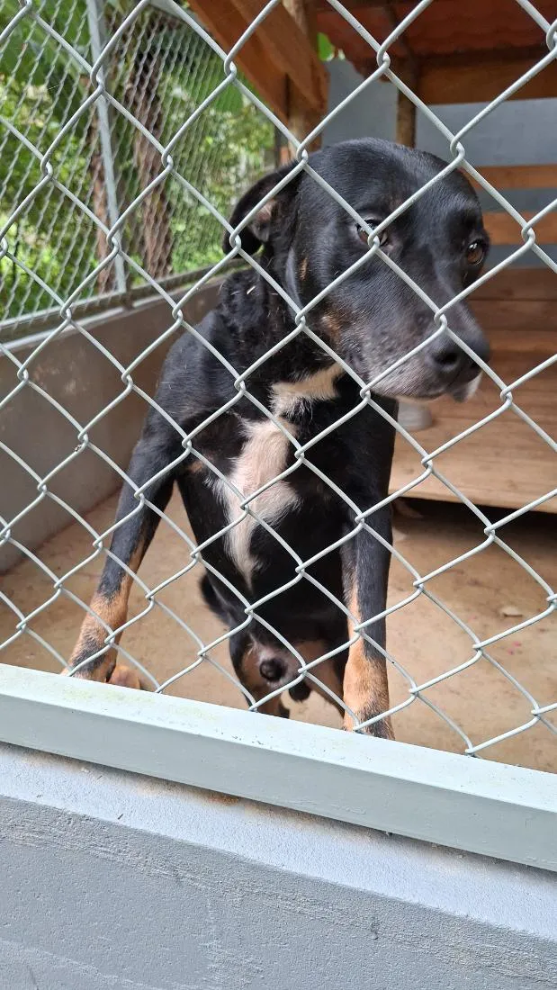 Cachorro raça SRD-ViraLata idade 4 anos nome Juquinha
