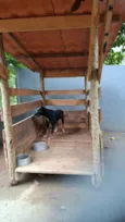 Juquinha