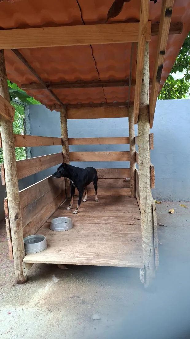 Cachorro raça SRD-ViraLata idade 4 anos nome Juquinha