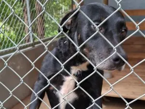 Cachorro raça SRD-ViraLata idade 4 anos nome Juquinha