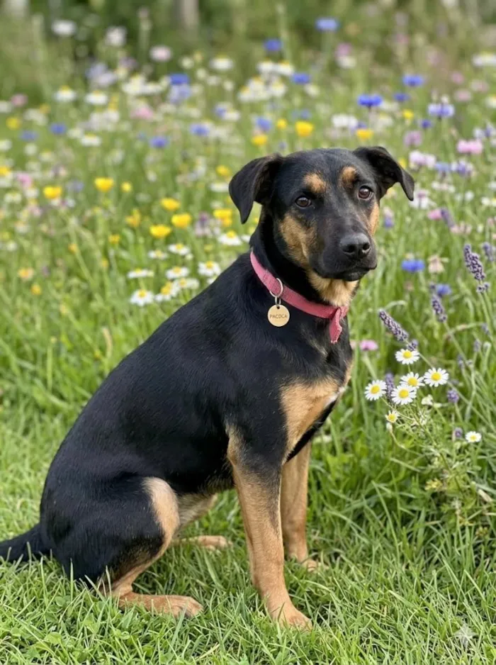 Cachorro raça SRD-ViraLata idade 7 a 11 meses nome Paçoca