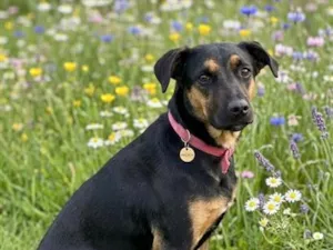 Cachorro raça SRD-ViraLata idade 7 a 11 meses nome Paçoca