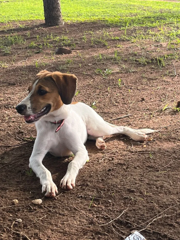 Cachorro raça SRD-ViraLata idade 1 ano nome Luna