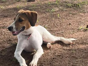 Cachorro raça SRD-ViraLata idade 1 ano nome Luna