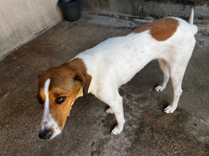 Cachorro raça SRD-ViraLata idade 1 ano nome Luna