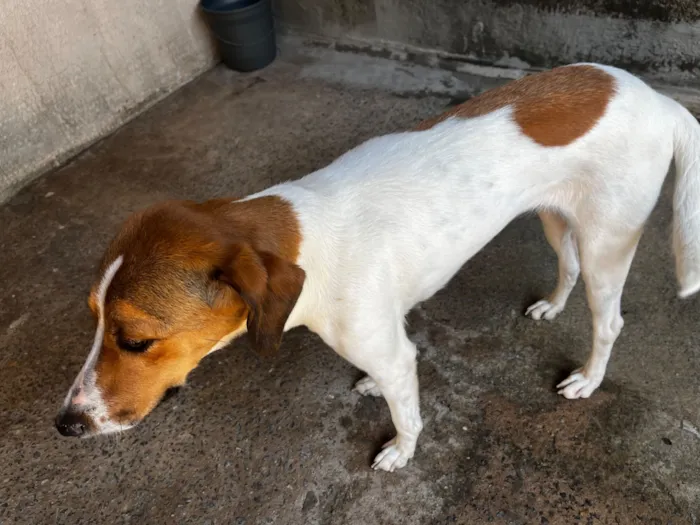 Cachorro raça SRD-ViraLata idade 1 ano nome Luna