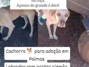 Cachorro raça SRD-ViraLata idade 6 ou mais anos nome Sheik