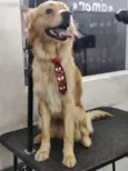 maylo
