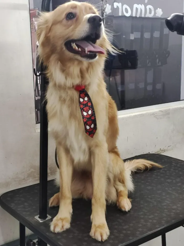Cachorro raça SRD-ViraLata idade 1 ano nome maylo