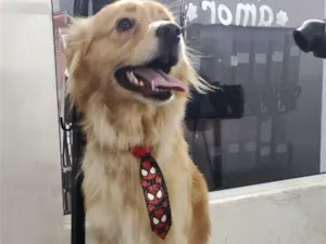 Cachorro raça SRD-ViraLata idade 1 ano nome maylo