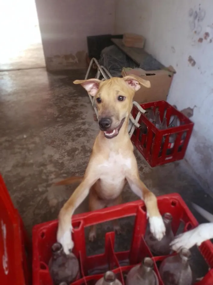 Cachorro raça SRD-ViraLata idade 2 a 6 meses nome Caramela