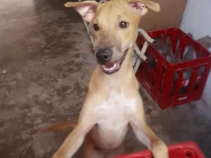 Cachorro raça SRD-ViraLata idade 2 a 6 meses nome Caramela