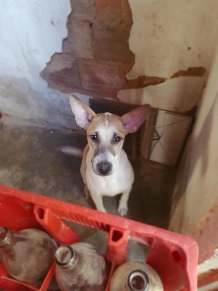 Cachorro raça SRD-ViraLata idade 2 a 6 meses nome Branca