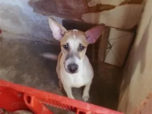 Cachorro raça SRD-ViraLata idade 2 a 6 meses nome Branca