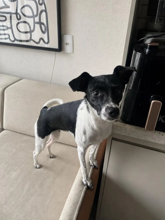 Cachorro raça SRD-ViraLata idade 1 ano nome Julieta 